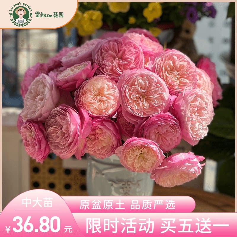 雷叔的花园康斯坦茨灌木切花月季花苗带盆栽好四季开花勤花果香