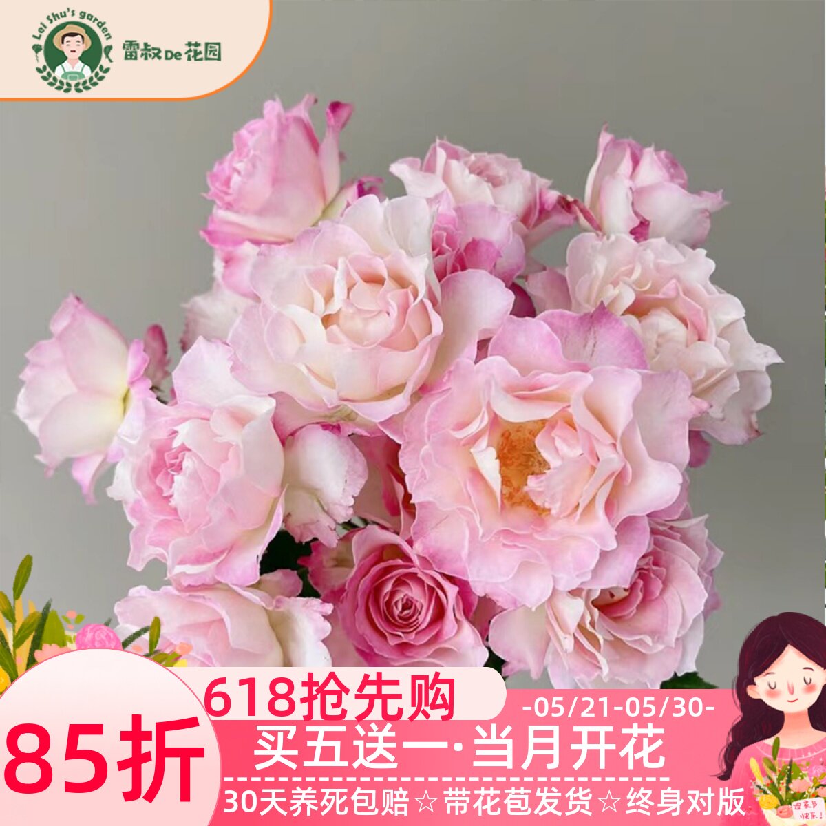 雷叔的花园六翼天使炽天使月季花苗天使系列日系多季开花室外庭院