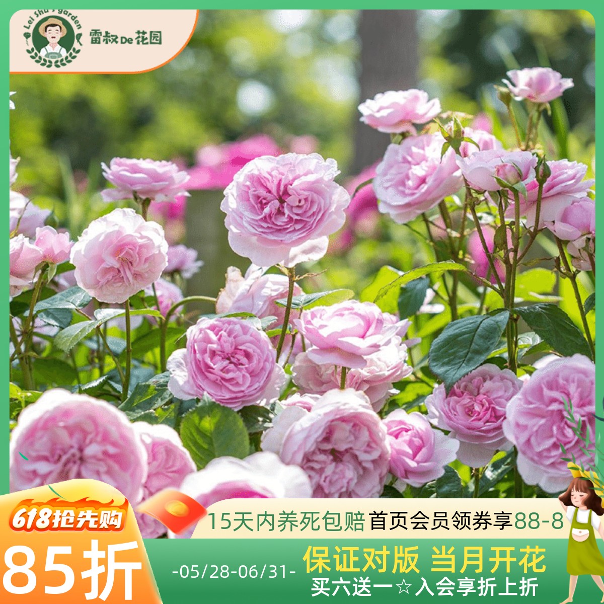 雷叔的花园奥利维亚月季花灌木勤花带盆栽好阳台庭院花型优雅抗病