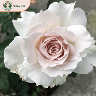 雷叔的花园莎菲天使月季花天使系列灌木阳台庭院带盆栽好四季开花