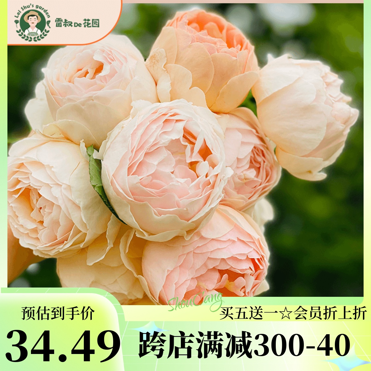 雷叔的花园无名的裘德朱迪月季花开带盆栽好爬藤灌木月季浓香大花