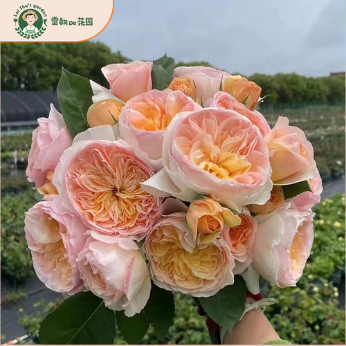 雷叔家朱丽叶大花切花欧月盆栽好