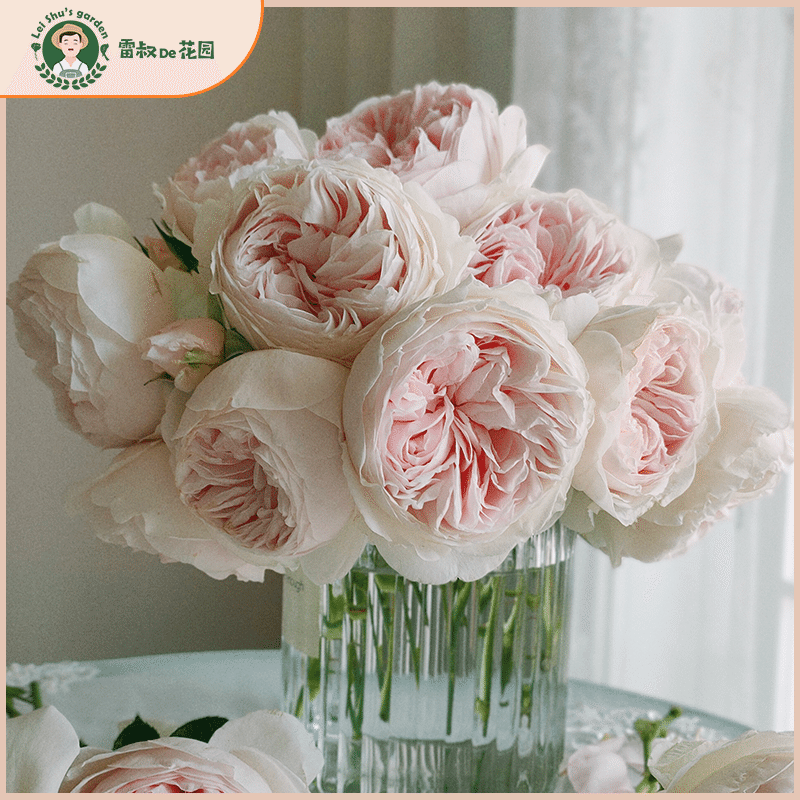 浓香型灌木天使系列带盆栽好