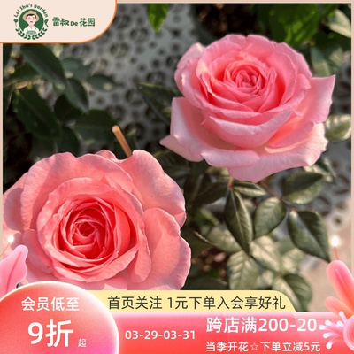 法版花宫娜切花新品灌木直立月季花玫瑰带盆栽好四季开花大花抗病