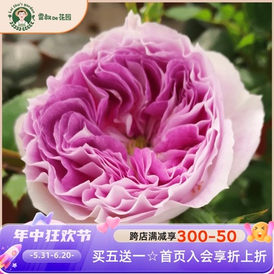 雷叔的花园蓝月石月季花紫色多头勤花盆栽多季丰花灌木庭院阳台