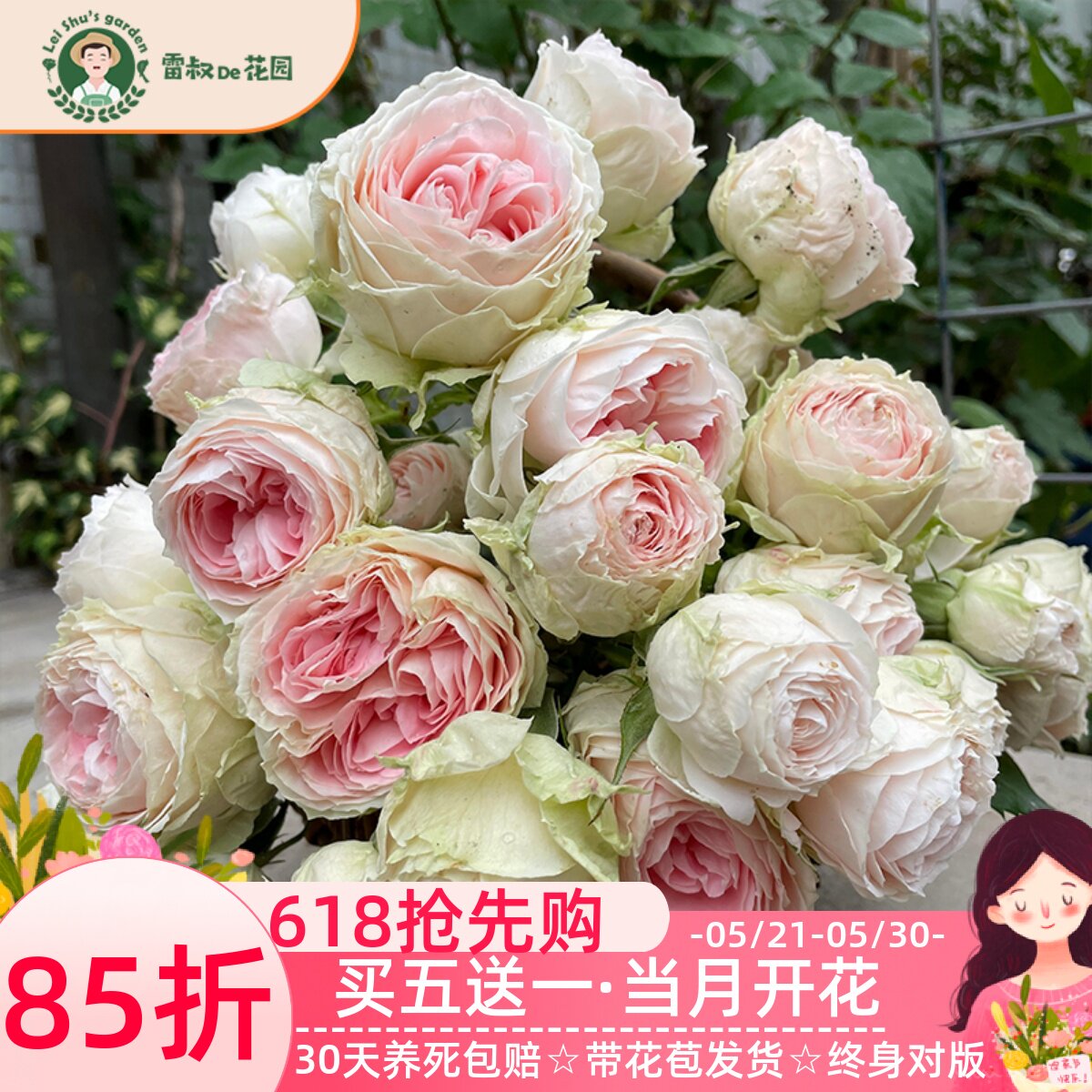雷叔的花园门廊绒球月季花苗多季开花阳台庭院盆栽微型月季勤开