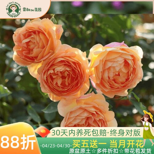 雷叔夏洛特夫人月季花苗盆栽庭院