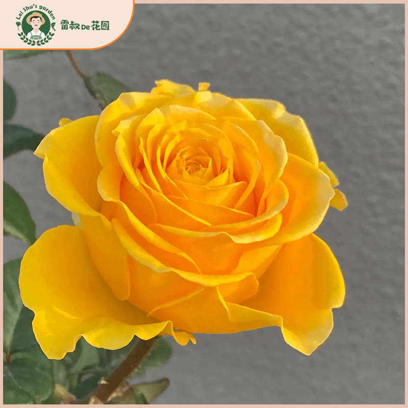 雷叔家苏格兰黄油灌木切花月季花苗带盆栽好四季开花阳台庭院黄色