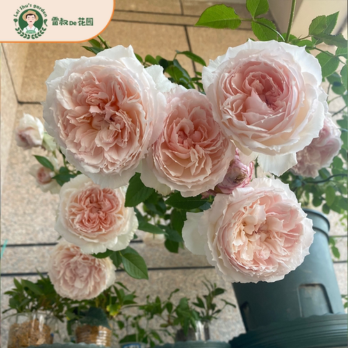 花色仙嫩藤本大花浓香带盆栽好