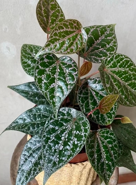 瑰丽胡椒室内观叶绿植ins热植 王先森的花园