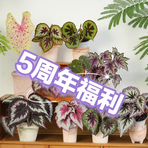 五周年三号秋海棠特别福利链接