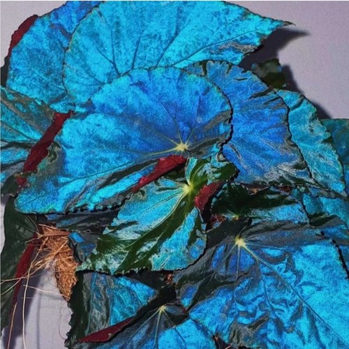 蓝光秋海棠合集 王先森的花园