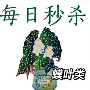 每日秒杀 蟆叶类秋海棠 王先森的花园