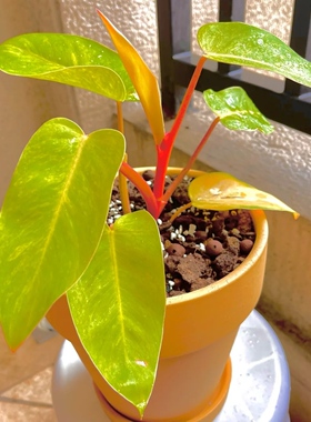 油画女郎蔓绿绒ins热植王先森的花园