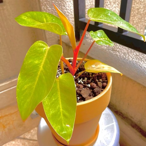 油画女郎蔓绿绒ins热植王先森的花园