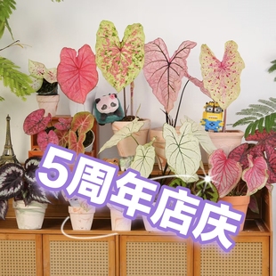 彩叶芋  五周年三号特别福利链接