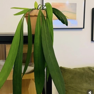 维塔领带花烛  王先森的花园