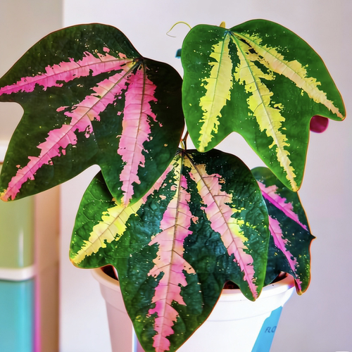 鸭掌西番莲 室内攀爬垂钓 王先森的花园