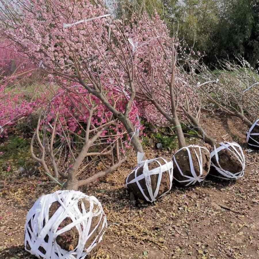 梅花树苗原生嫁接腊梅白梅红梅朱砂梅美人梅庭院室内盆栽花卉植物