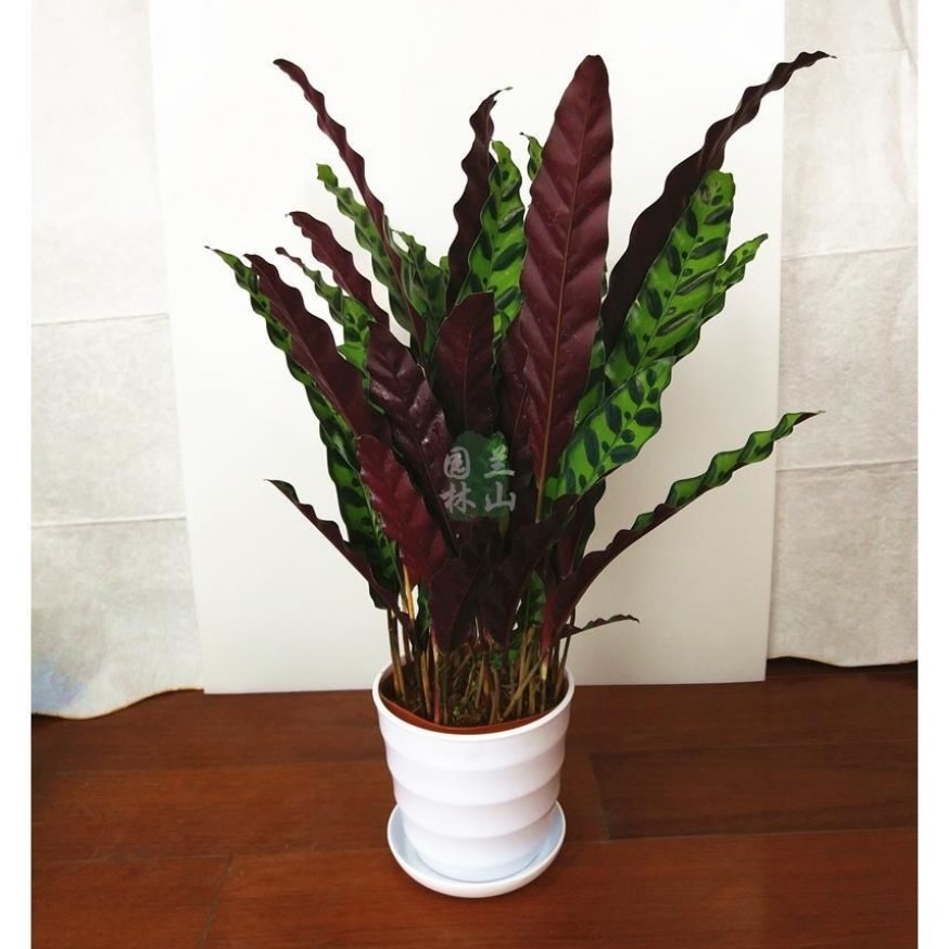 猫眼竹芋双线竹芋观叶植物喜阴桌面绿植室内盆栽土培空气包邮