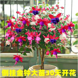 重瓣倒挂金钟花苗灯笼花盆栽室内绿植阳台四季 开花带花苞不断花卉