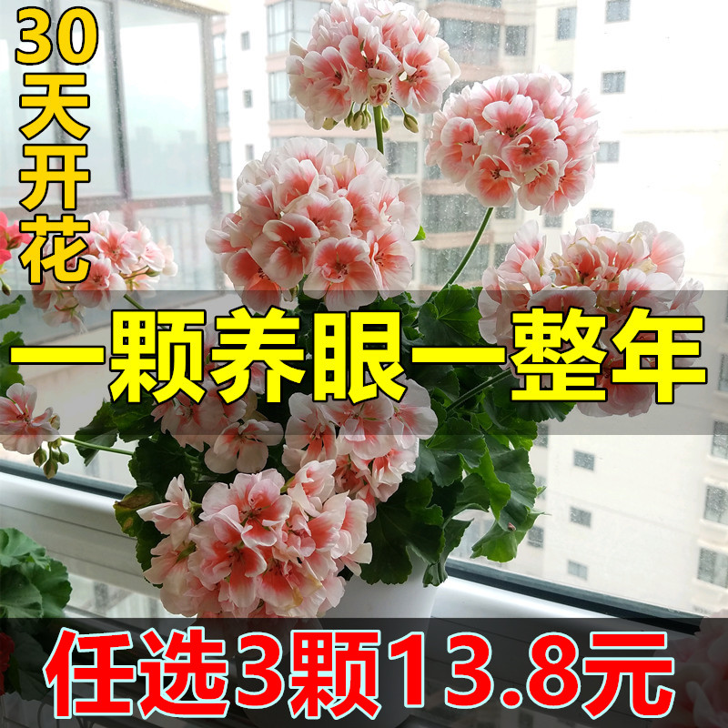 新品大花天竺葵花苗盆栽带花苞发货重瓣花卉庭院阳台四季开花不断