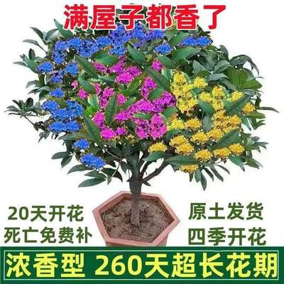 桂花树苗盆栽四季桂金桂浓香型室内植物庭院黄金大树盆景地栽花卉