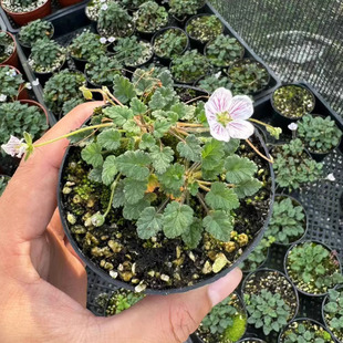 姬风露草阳台植物好养花期长的鲜花抗寒耐冻绿植迷你盆栽微景摆件