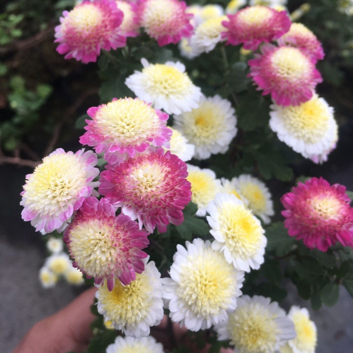 多年生木本菊盆景菊阳台植物好养四季姬雅菊耐寒耐热日本进口菊花