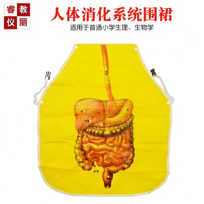 人体消化系统围裙围兜PVC材质防水小学生物教具教学仪器实验器材