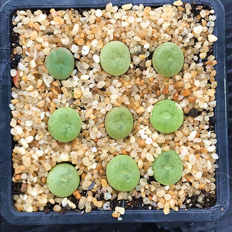 空卡佛肉锥花 多肉植物 肉肉植物 萌肉肉组合盆栽阳台花卉 陌上花