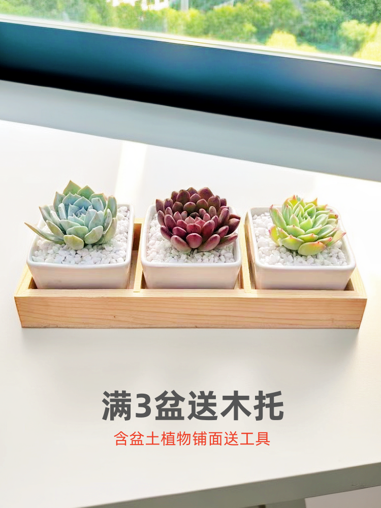 桌面蓝鸟陶瓷白色薄叶盆多肉绿色植物zakka外贸跨境