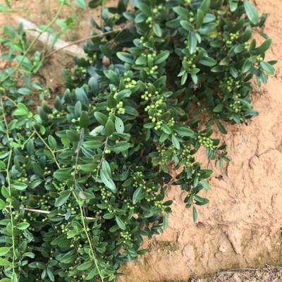 深山酸藤子苗 农村山上生长的酸藤子苗