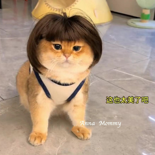 宠物猫咪假发波波头齐刘海金三柜同款头套狗狗抖音网红发饰金渐层