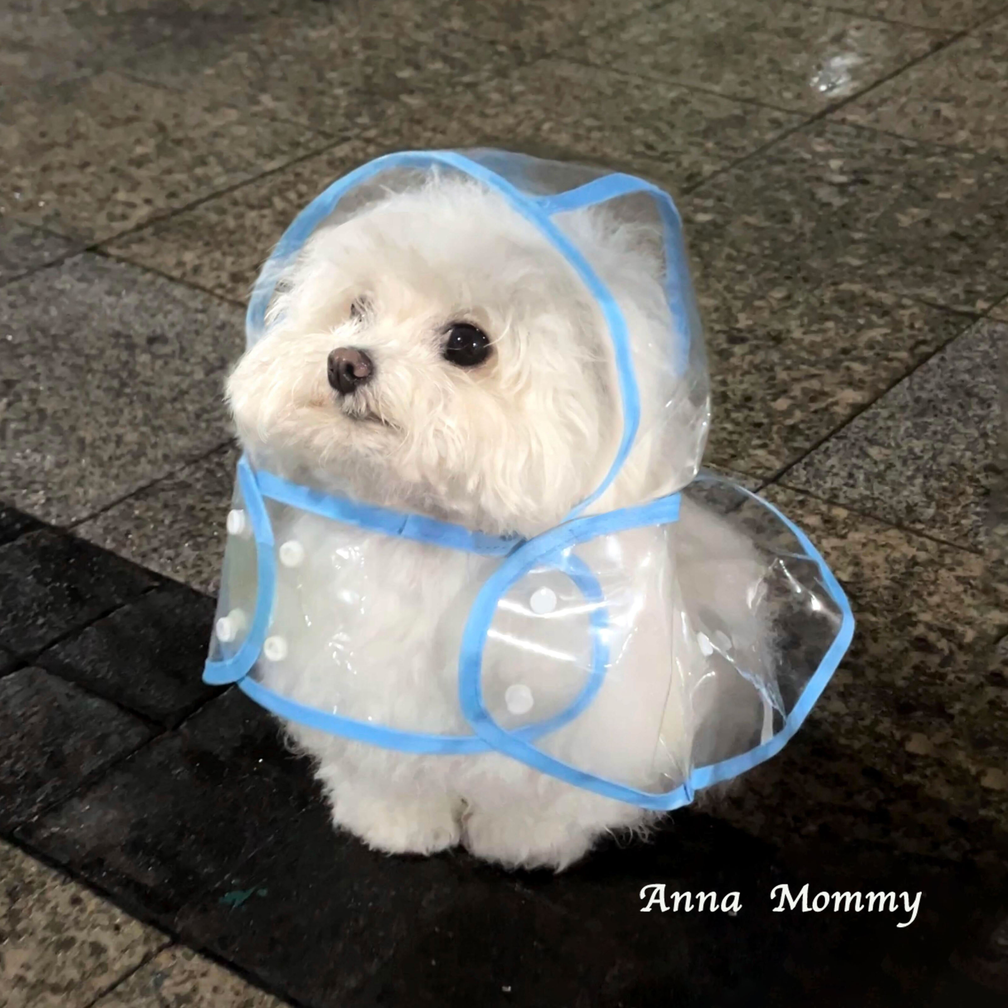比熊狗狗连帽雨衣防水小型犬
