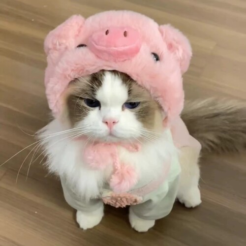 宠物猫猫狗狗变装可爱小猪帽保暖