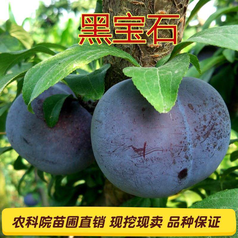 美国黑宝石李子嫁接果树苗当年结