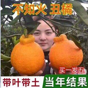 嫁接丑橘苗丑桔树苗不知火柑橘春见丑八怪粑粑柑树苗椪柑苗橘子苗