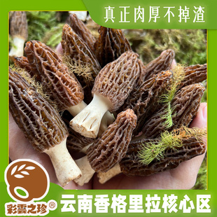 新鲜云南羊肚菌 高原羊肚菌 肉厚无渣 无注水 高品质菌菇蘑菇