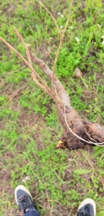 新鲜现挖海艾草 海艾根 500克