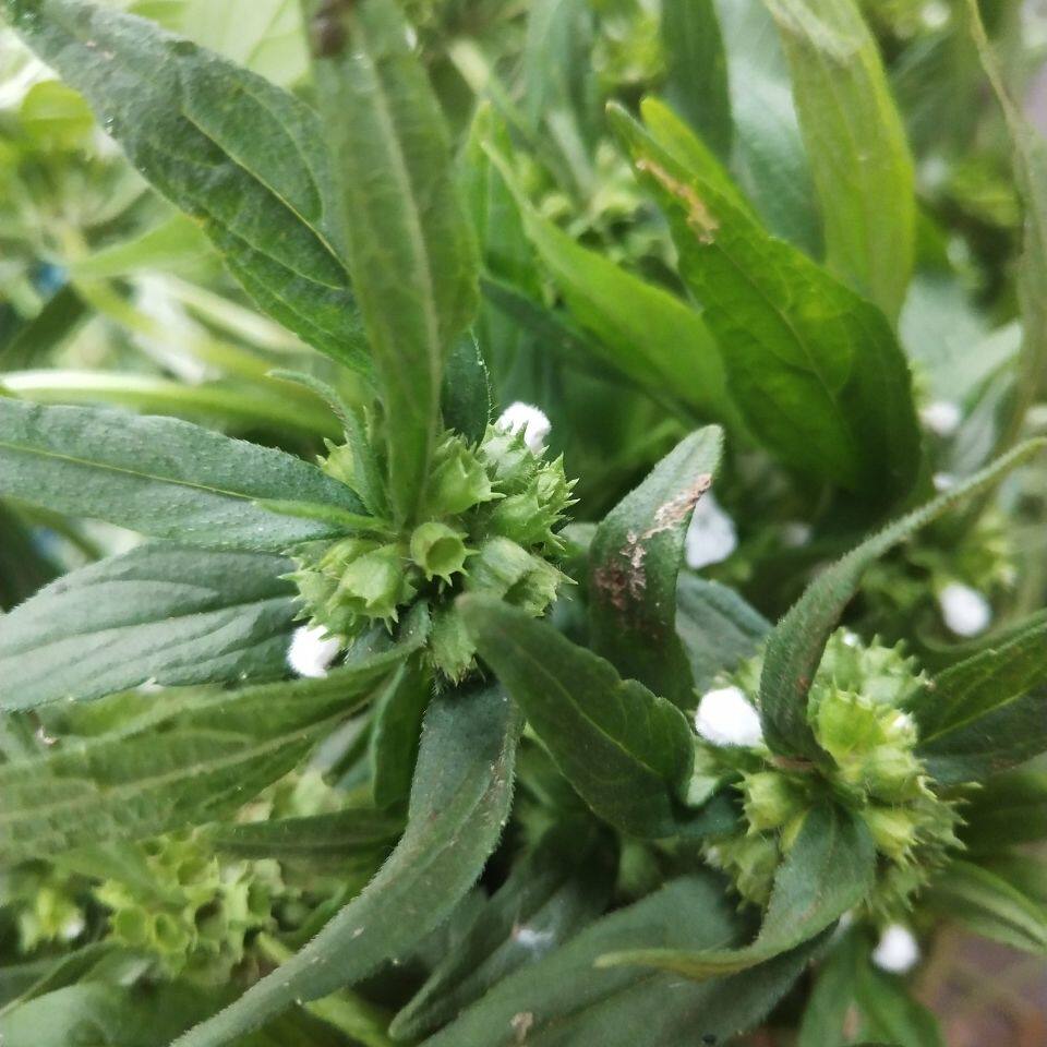 野生现采新鲜的 蜂窝草 打毒金 蜂巢草 正品500克