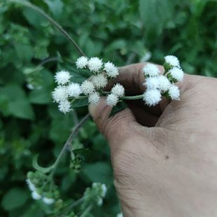 新鲜湿采 白花臭草 白花仔 胜红蓟 咸虾花 500克