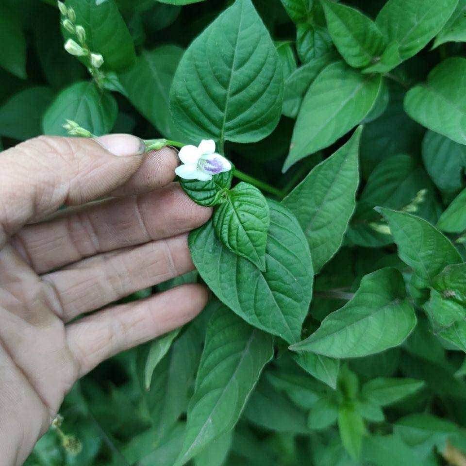 野生新鲜山草药 宽叶十万错 盗偷草 跌打草 500克