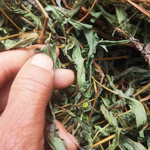 干货自晒红剑草红刃草红刀草野生剑叶草500克