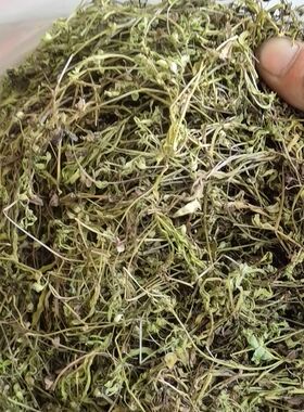 新鲜干货 香脉草 午时香 脉门草 香草 250克