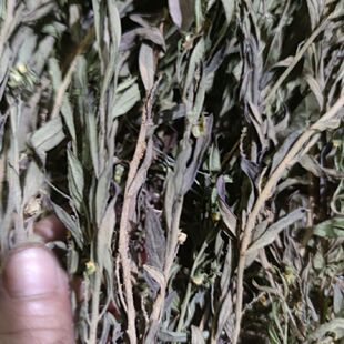 野生干货紫背金牛 蛇总管 金不换 叶叶一枝花 大远治好 500克