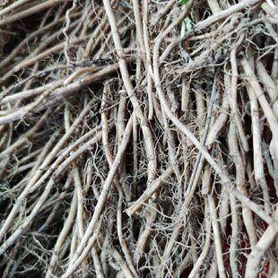 新鲜现采 艾叶根 五月艾根 艾根 艾草根 500克