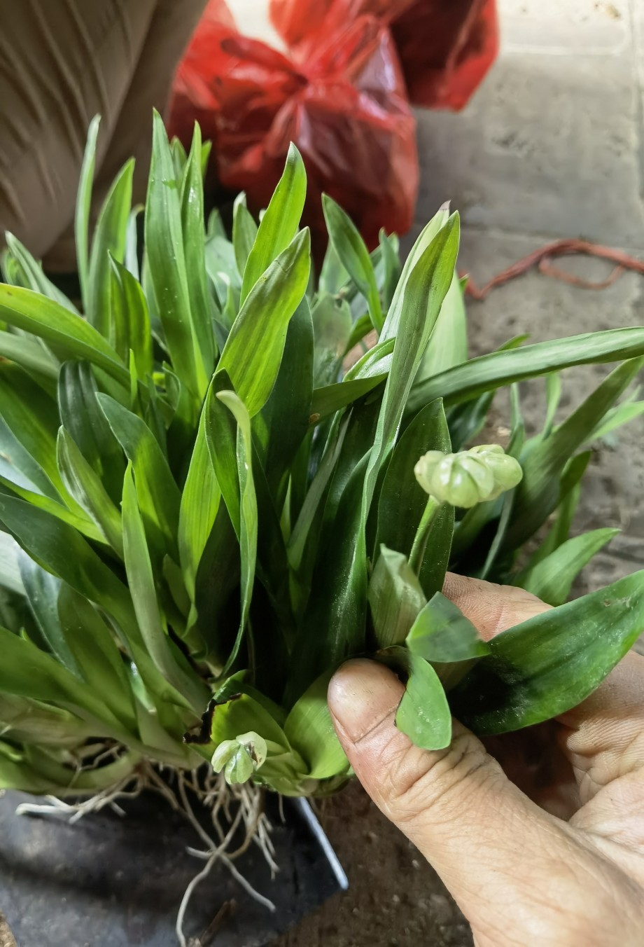 新鲜现采痰火草 化核草 围夹草 广东猫爪草 500克