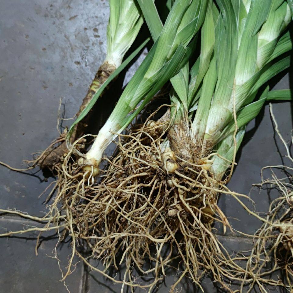 新鲜现采整颗射干 剪刀草 乌扇 草姜 500克