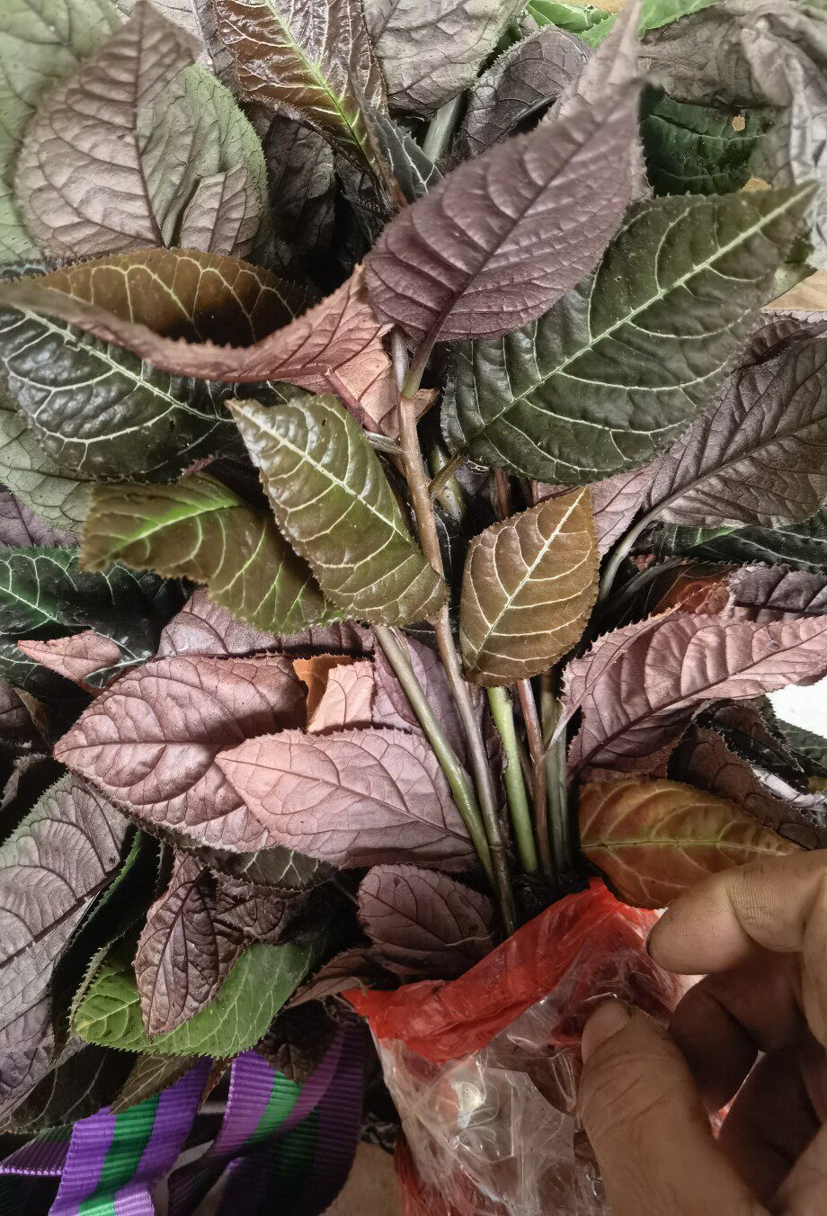 5颗带带土苗 红背走马胎 走马风 走马胎苗 叶子苗漂亮